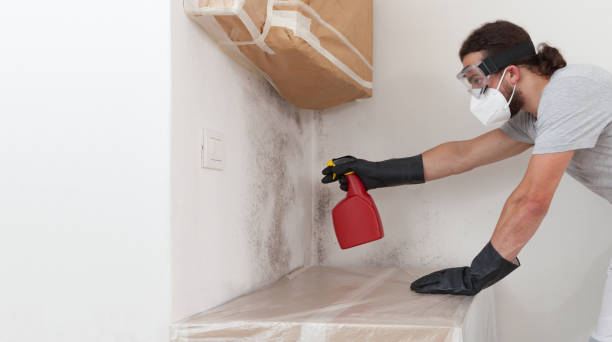 Professional Black Mold Removal technician working in Buies Creek, NC
