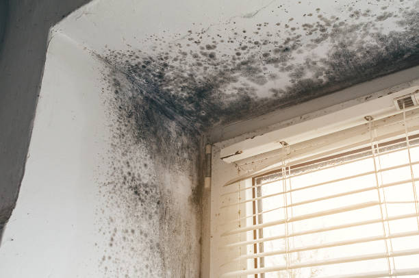 Affordable Black Mold Removal solutions in Buies Creek, NC